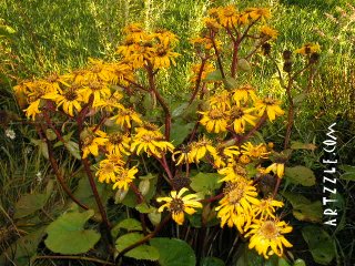 Artzzle COUNTRY LIVING Feature