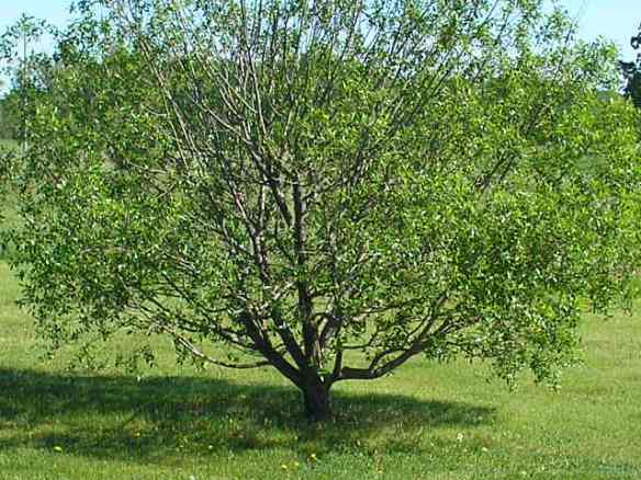 Artzzle Weather Feature